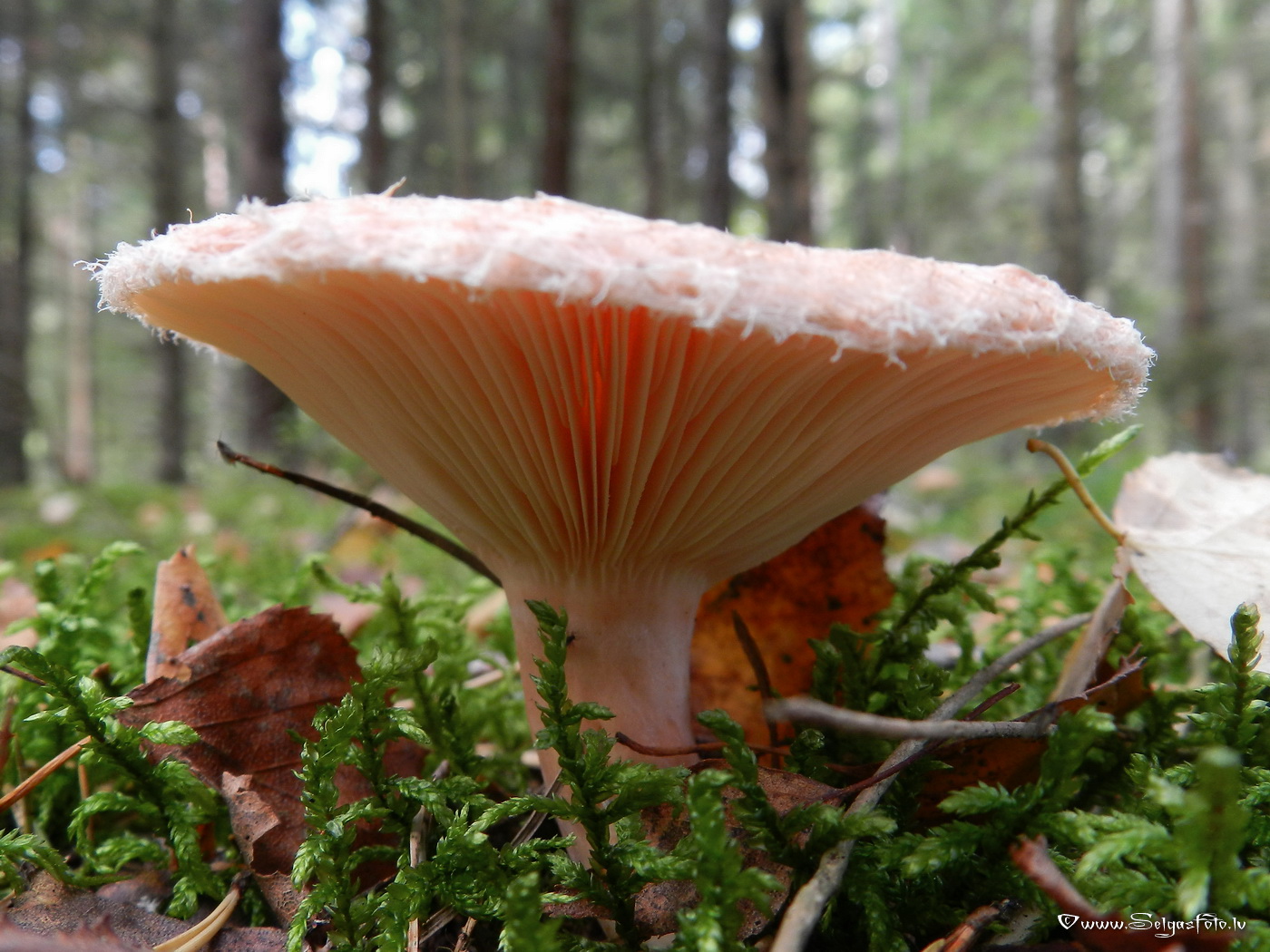 Parastais vilnītis.