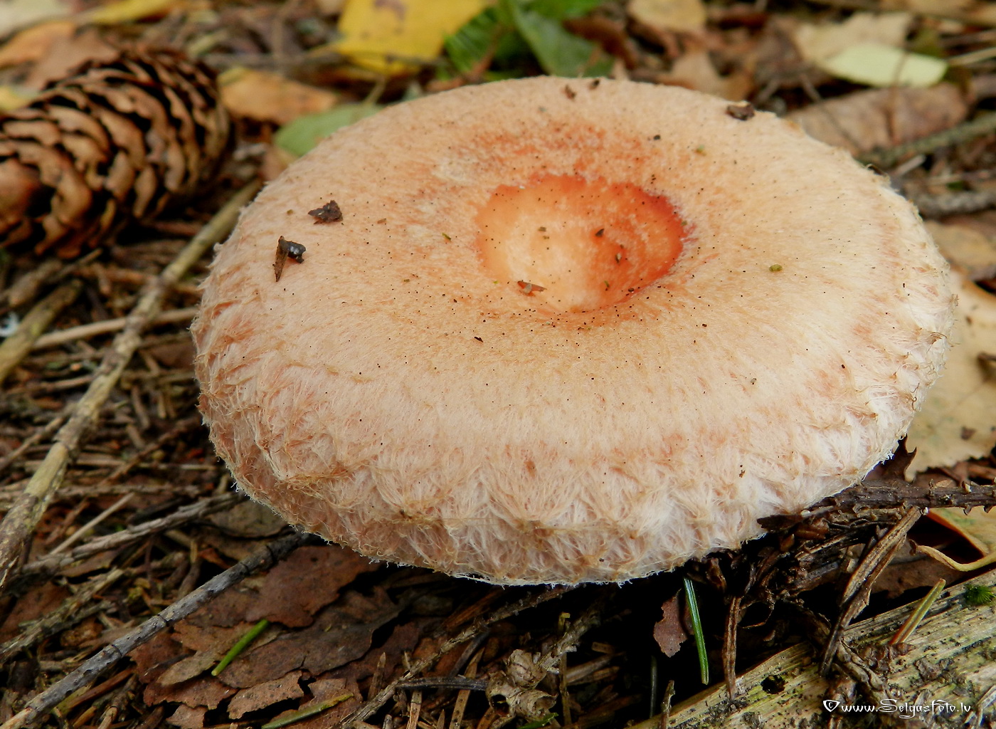 Parastais vilnītis.