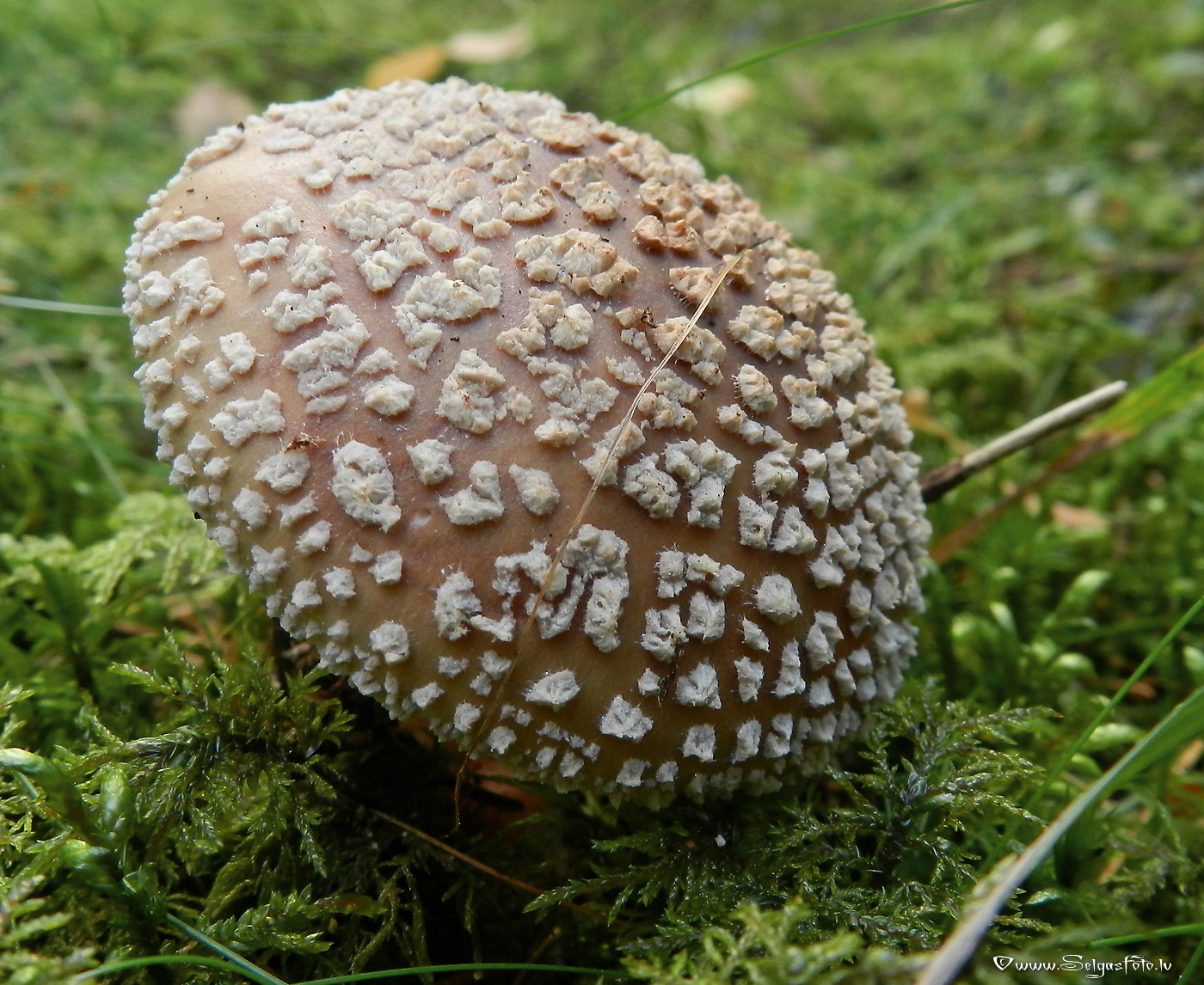 Sarkstošā mušmire.