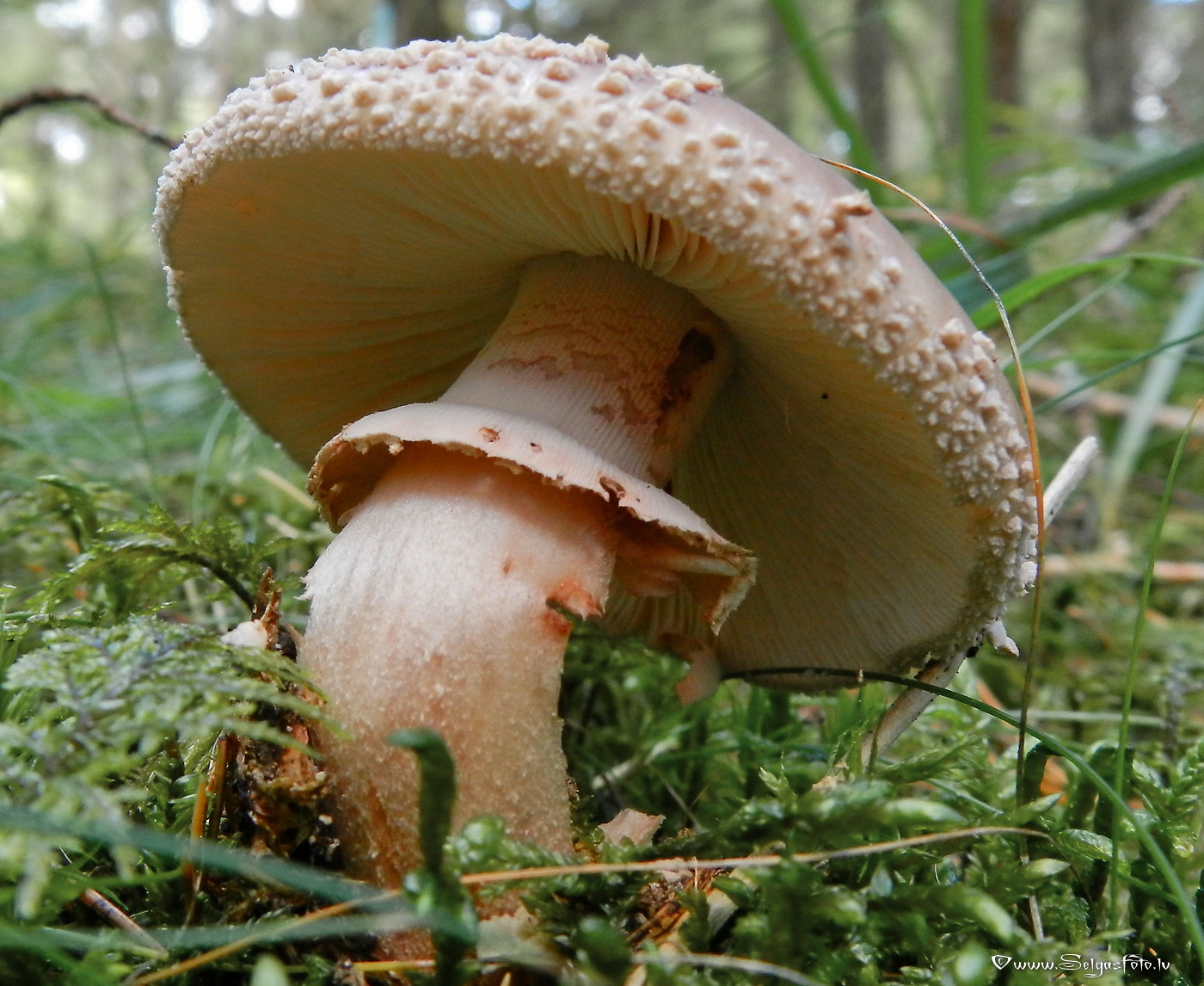 Sarkstošā mušmire.