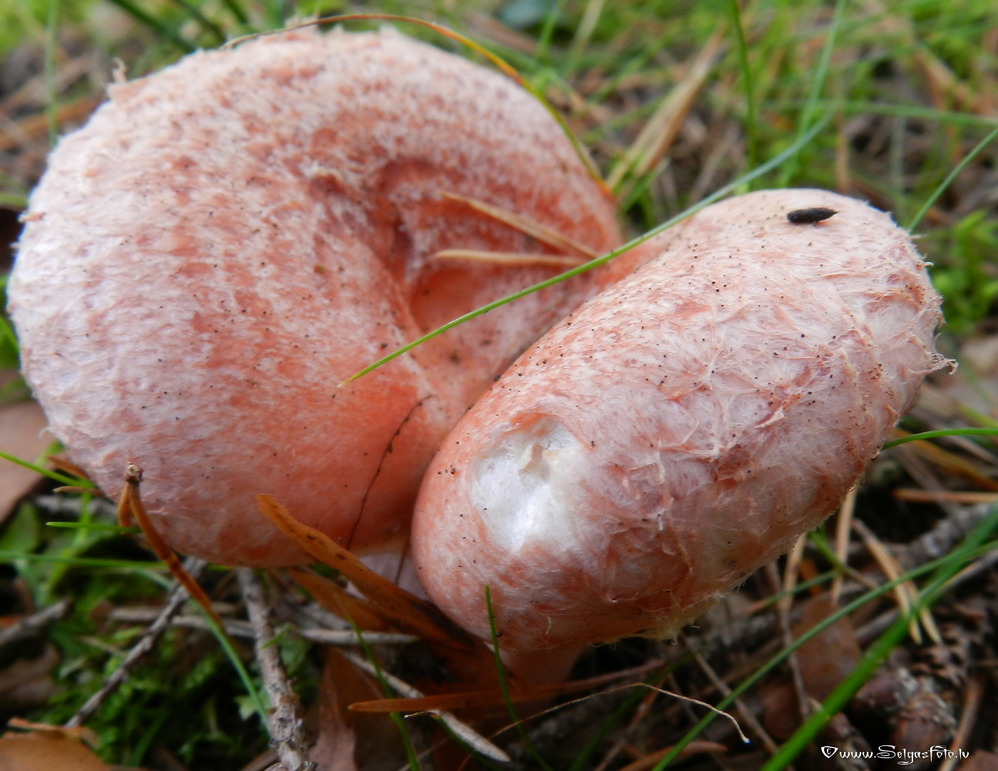 Parastais vilnītis.