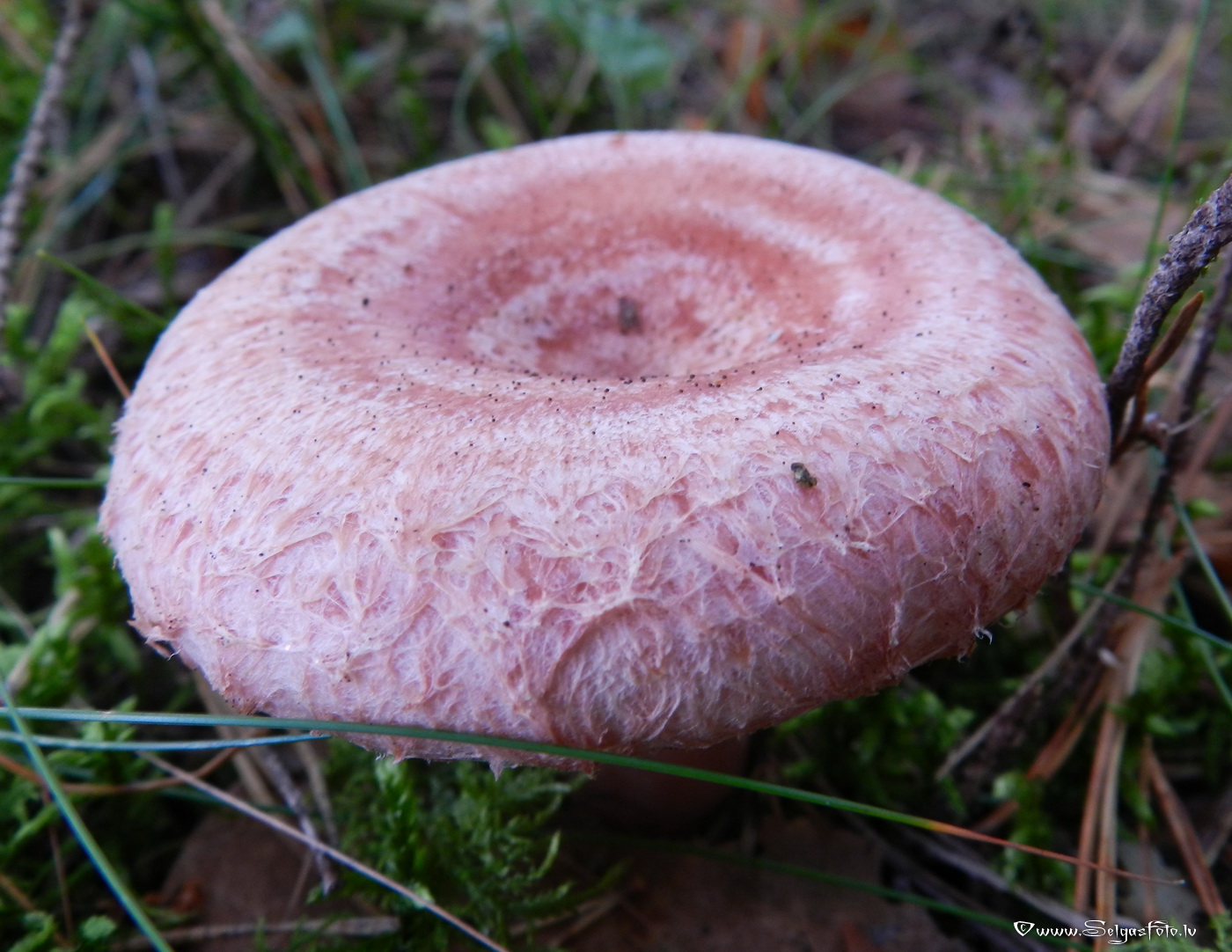 Parastais vilnītis.