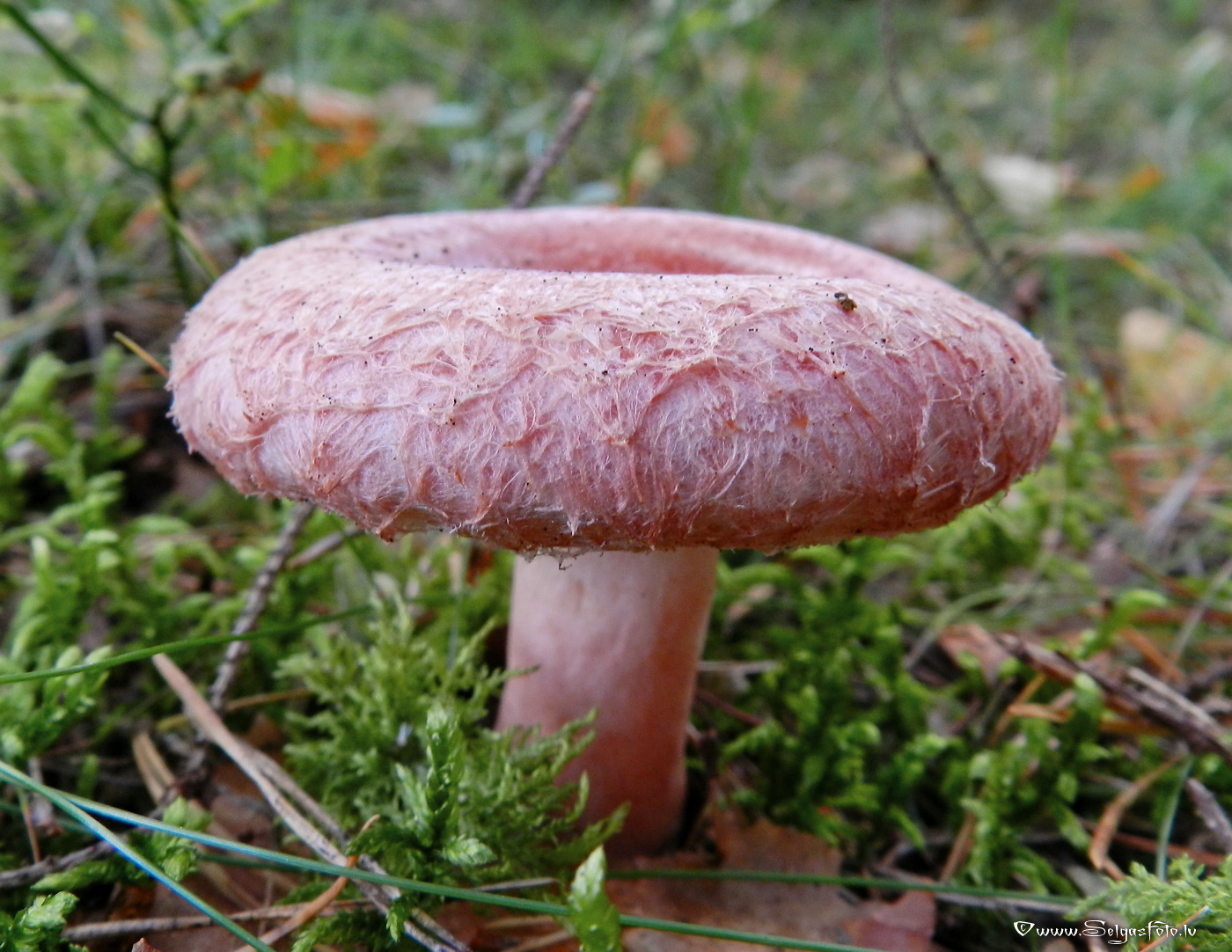 Parastais vilnītis.