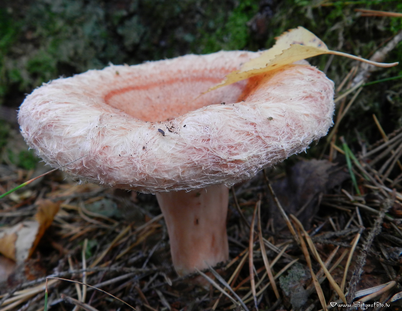 Parastais vilnītis.