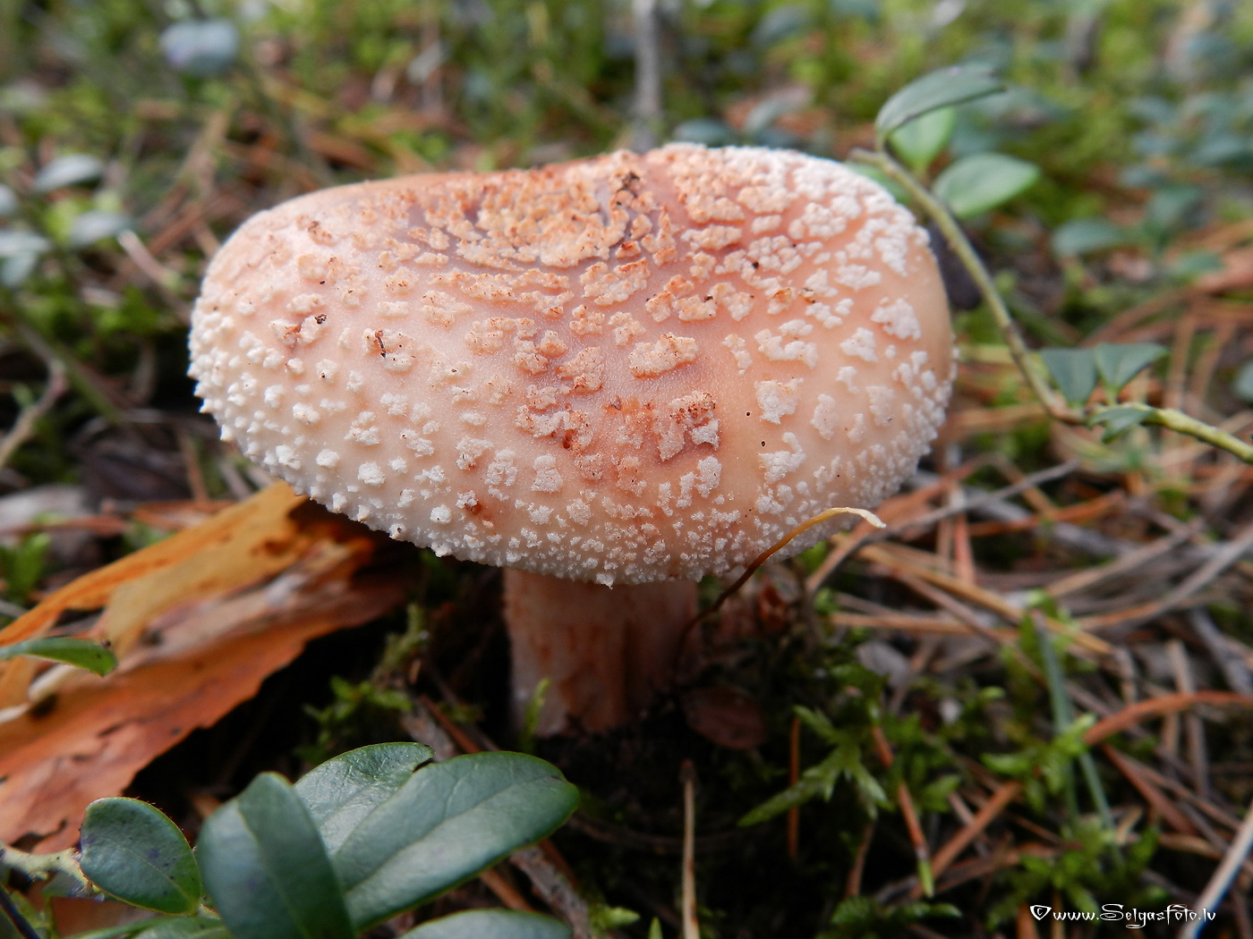 Sarkstošā mušmire.