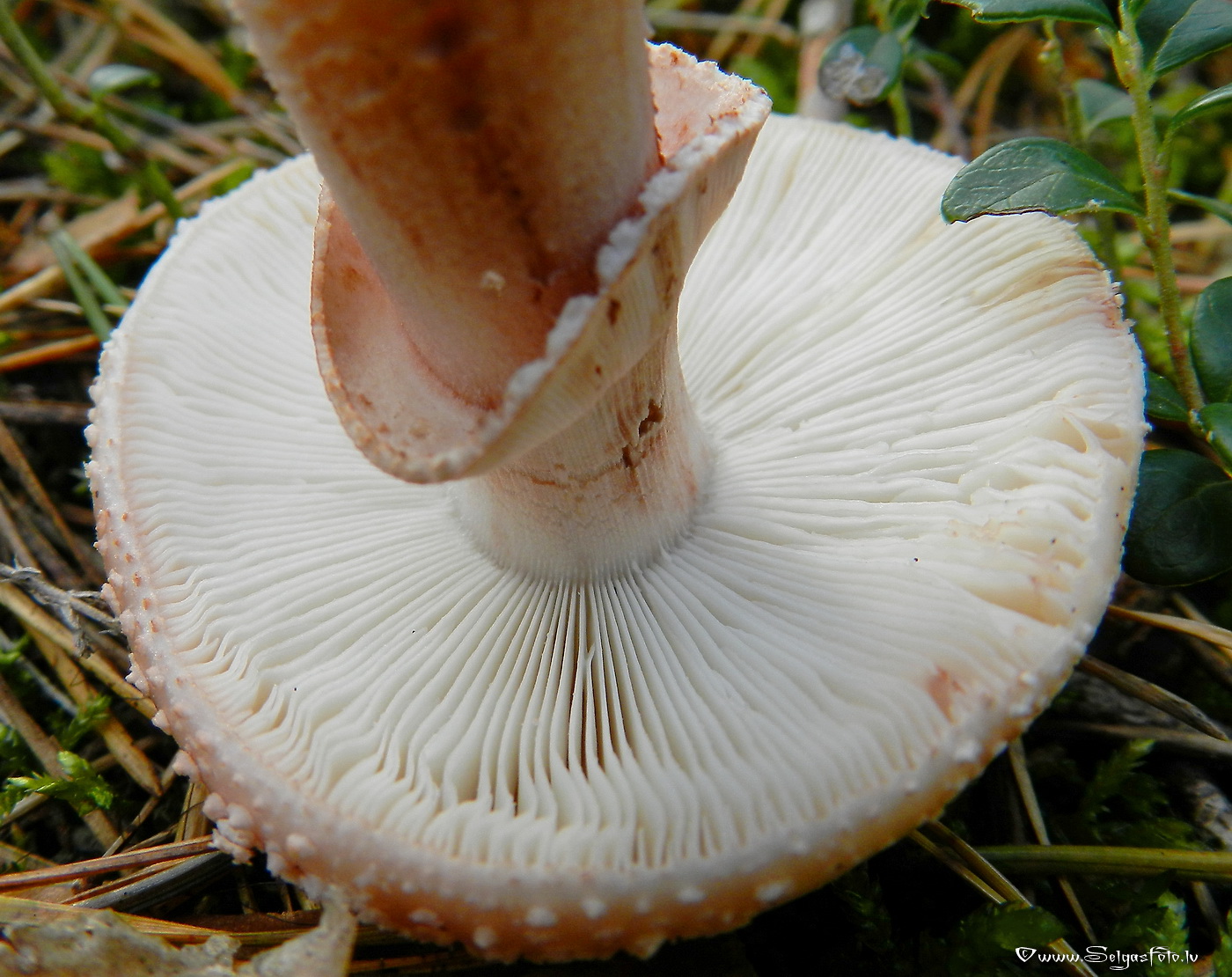 Sarkstošā mušmire.