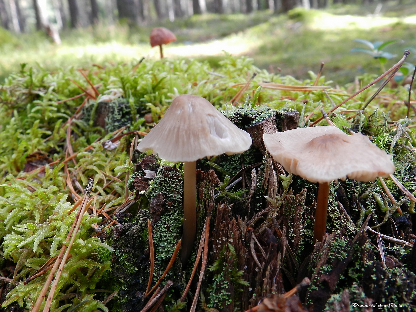 Pienainā ? sēntiņa.