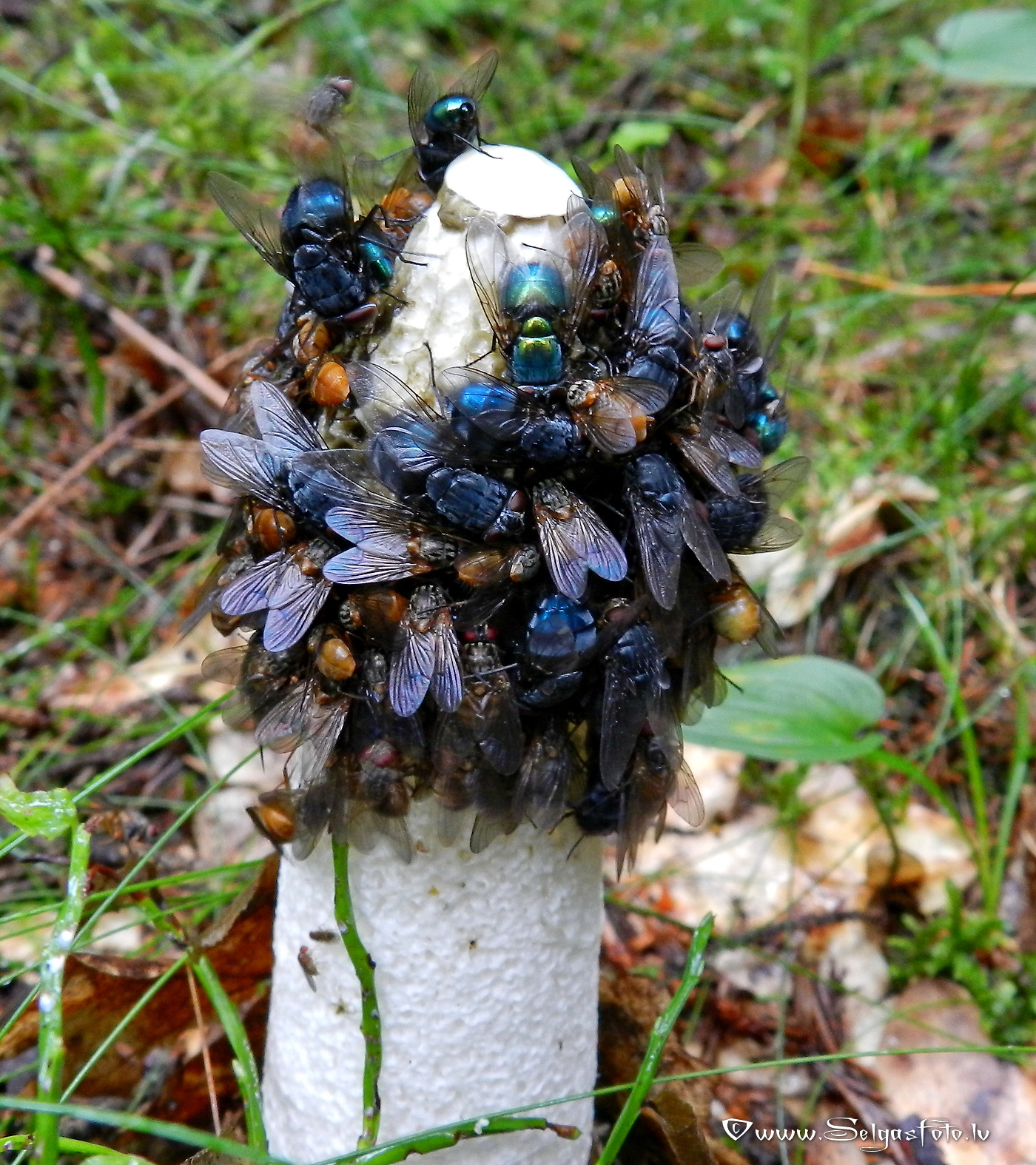 Parastie zemestauki.