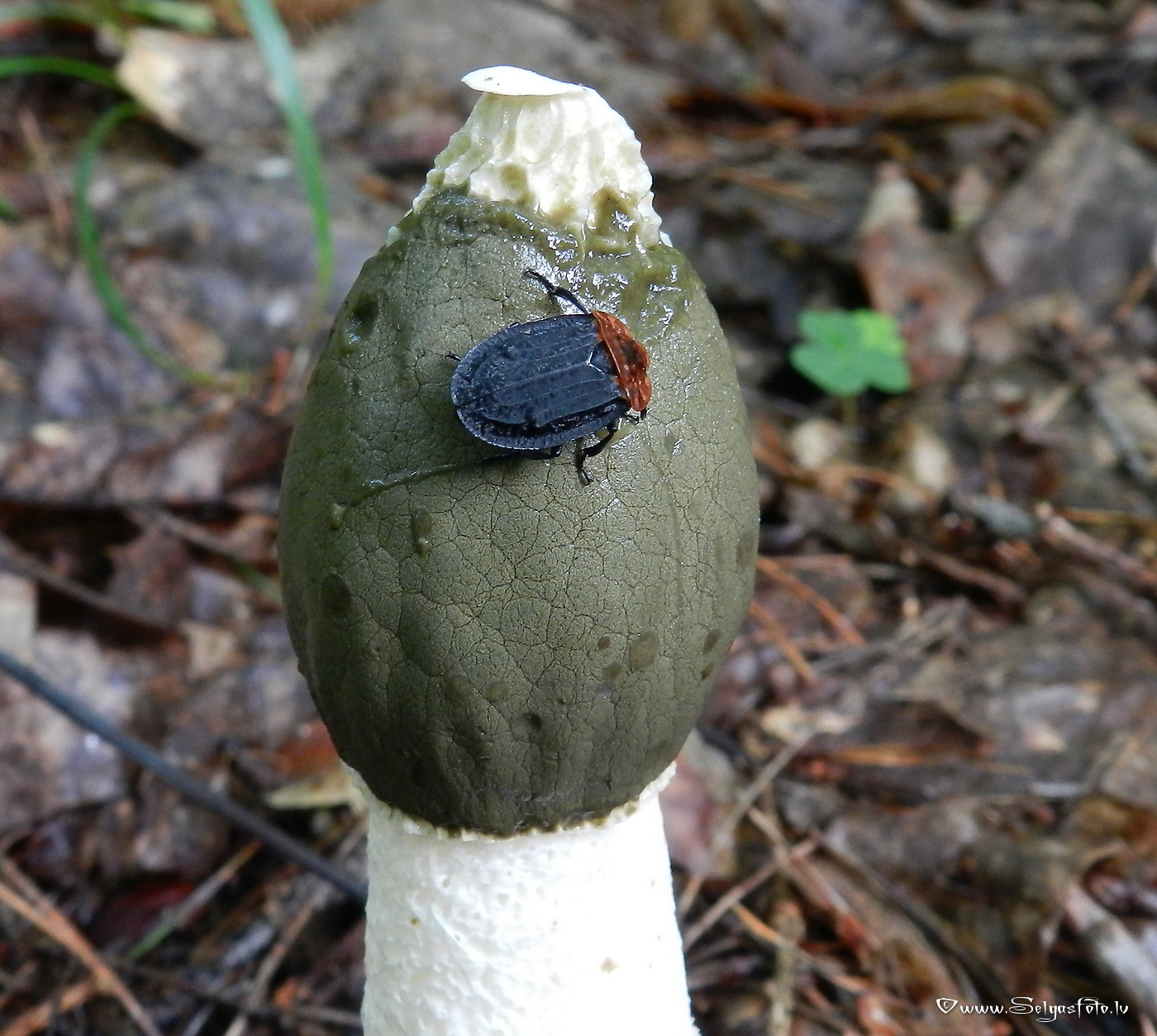 Parastie zemestauki.