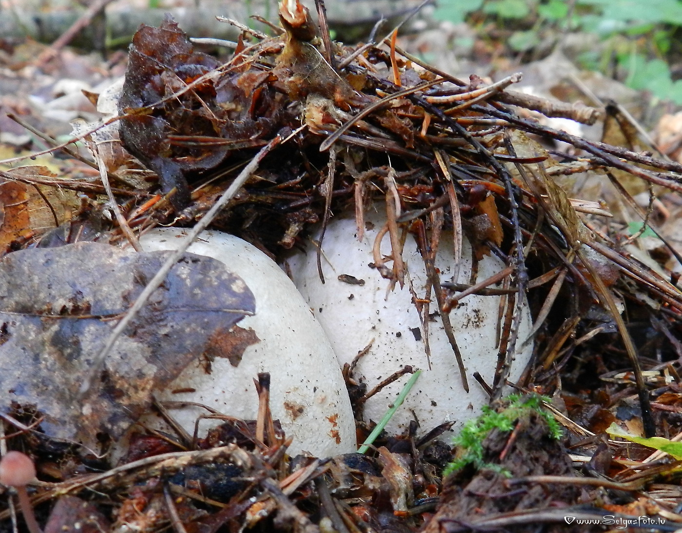 Parastie zemestauki.