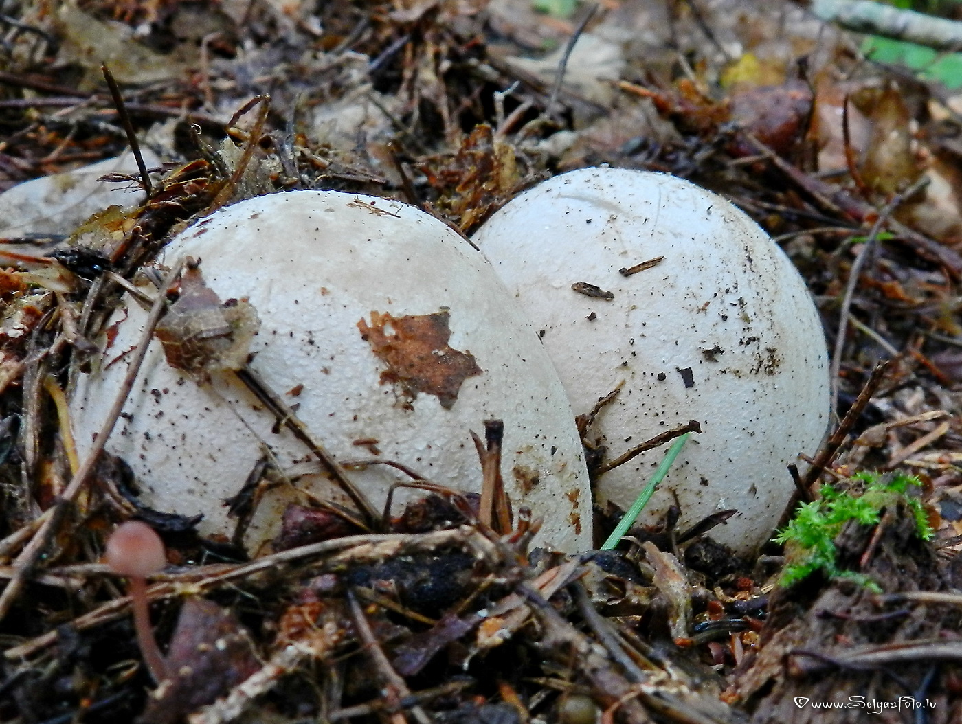 Parastie zemestauki.