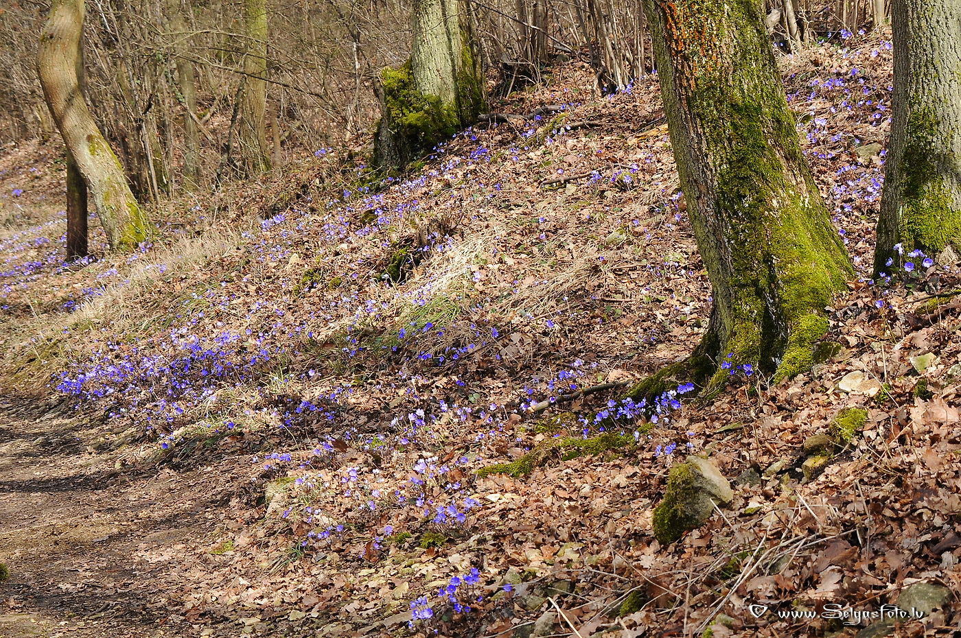 Zilā vizbulīte. Zilā vizbulīte.