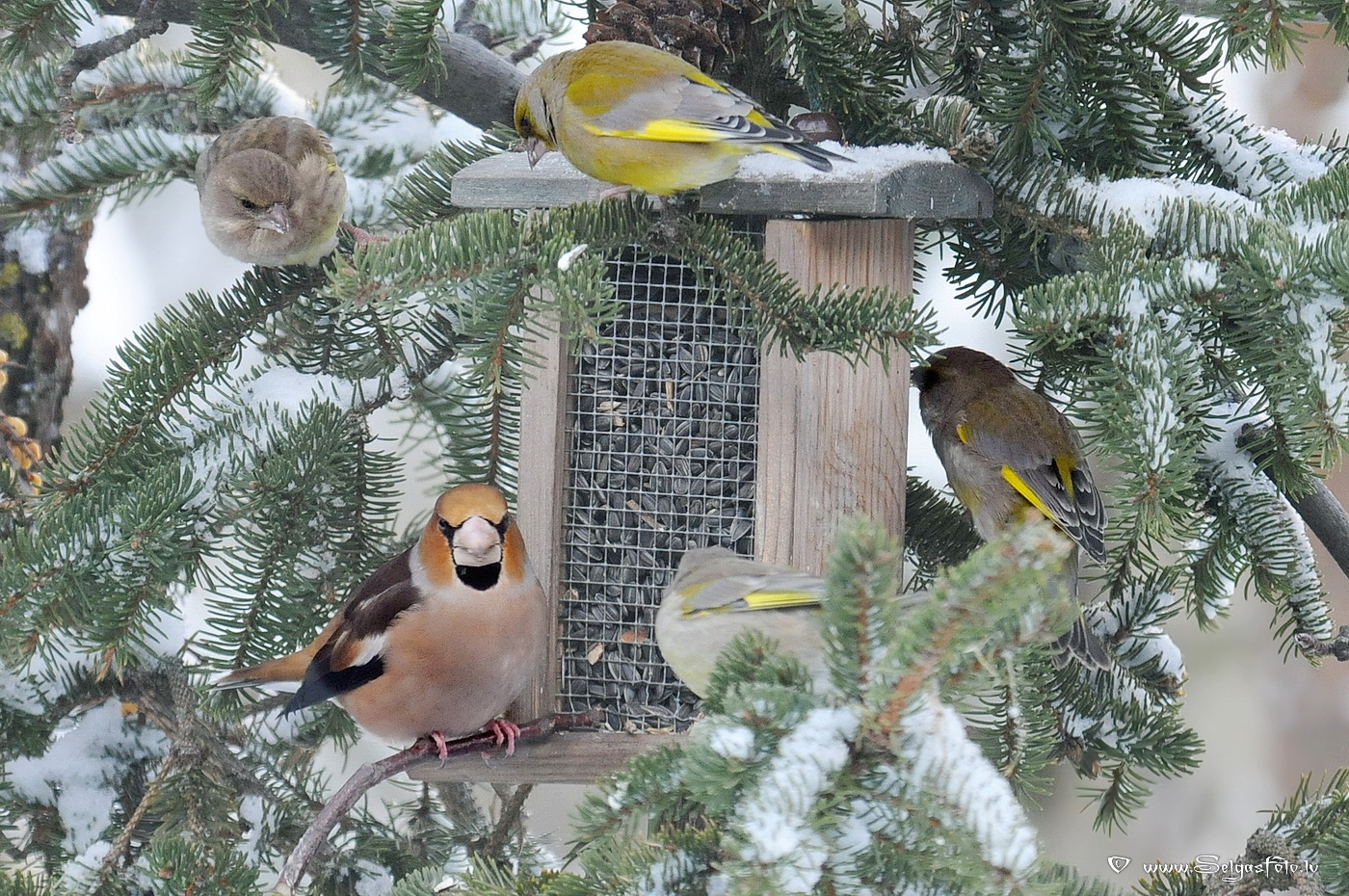 Dižknābis. Dižknābis.