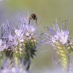 Eiropas medus bite.