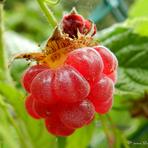 Rubus idaeus.
