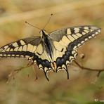 Papilio machaon.