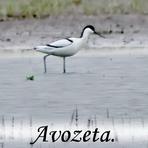 Avozeta  /Recurvirostra avosetta/.