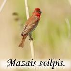 Mazais svilpis /Carpodacus erythrinus/.