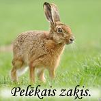 Pelēkais zaķis /Lepus europaeus Pallas/.