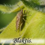Blaktis /Heteroptera/.