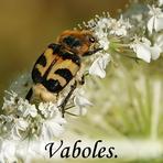 Vaboles /Coleoptera/.