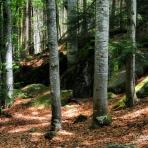 Bayerischer Wald.