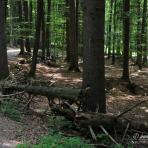 Bayerischer Wald.