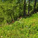 ALPU KALNI. Bischofsmütze. 