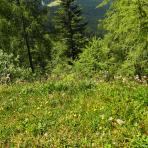 ALPU KALNI. Bischofsmütze. 