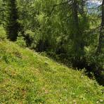 ALPU KALNI. Bischofsmütze. 