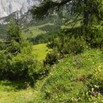 ALPU KALNI. Bischofsmütze. 