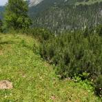 ALPU KALNI. Bischofsmütze. 