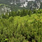 ALPU KALNI. Bischofsmütze. 