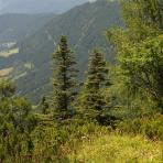 ALPU KALNI. Bischofsmütze. 