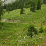 ALPU KALNI. Bischofsmütze. 