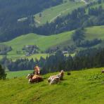 ALPU KALNI. Bischofsmütze. 