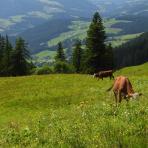 ALPU KALNI. Bischofsmütze. 