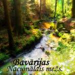 Bavārijas nacionālais mežs.