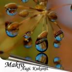 MAKRO. Augi. Kukaiņi.