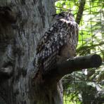 Bavārijas nacionālais mežs.